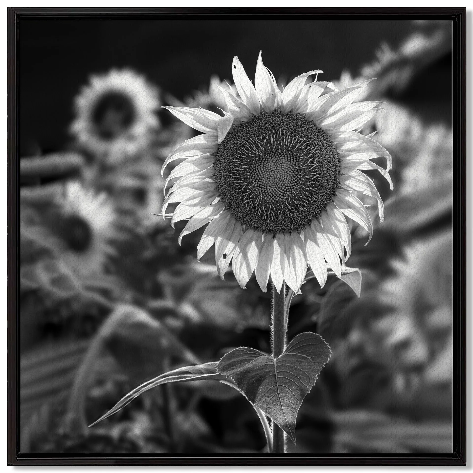 Sunflower-After-a-Cloudburst-SQ-framedcanvas.jpg