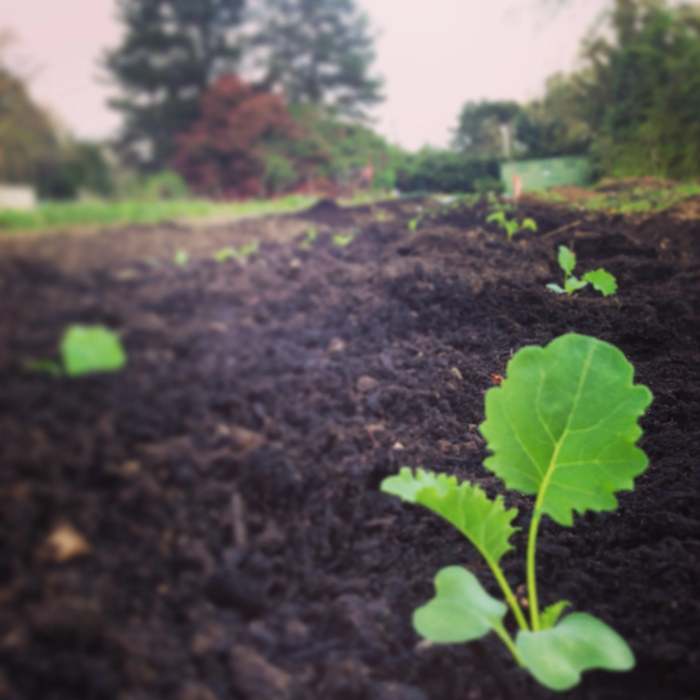 Community Supported Agriculture