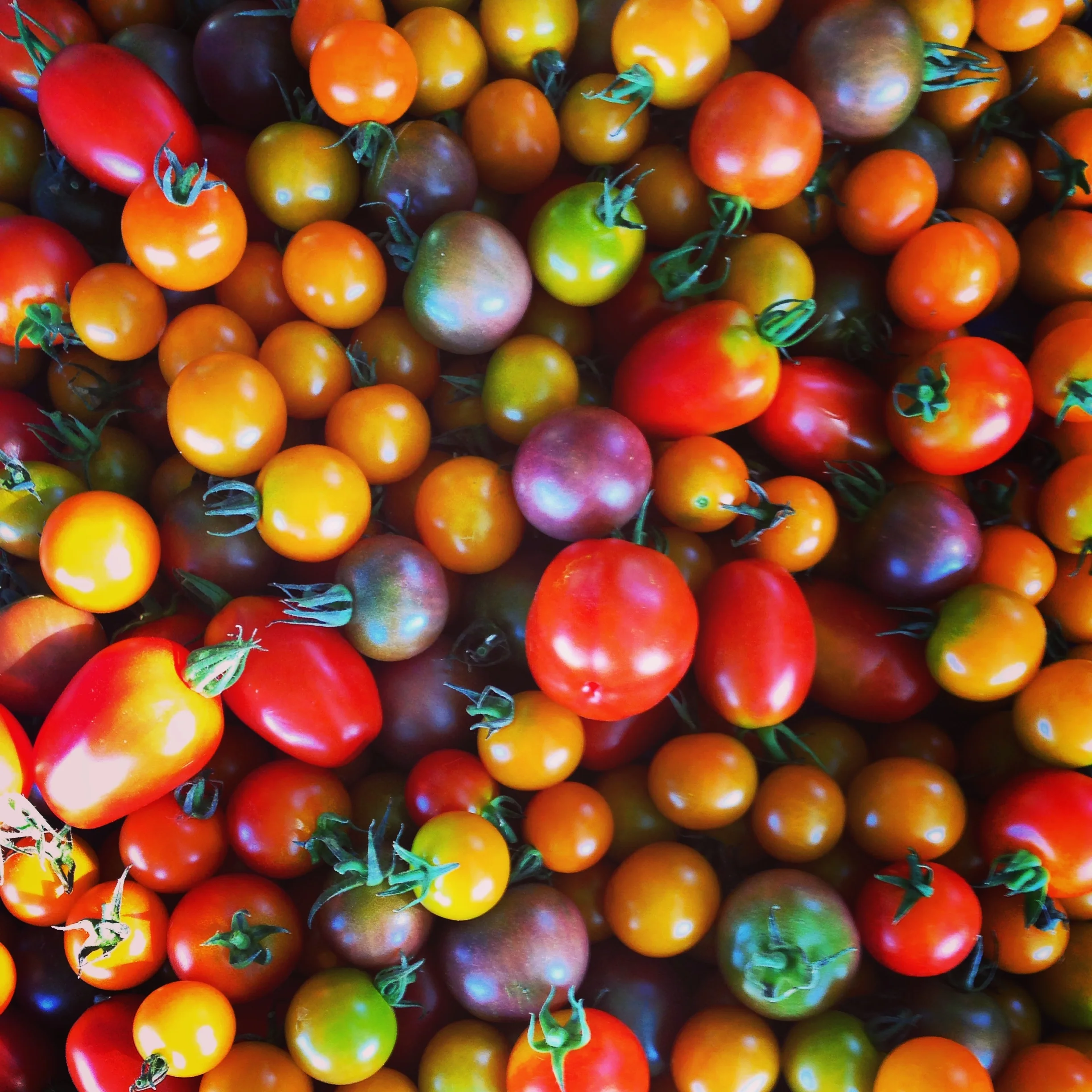 Connect and learn about food without growing it yourself