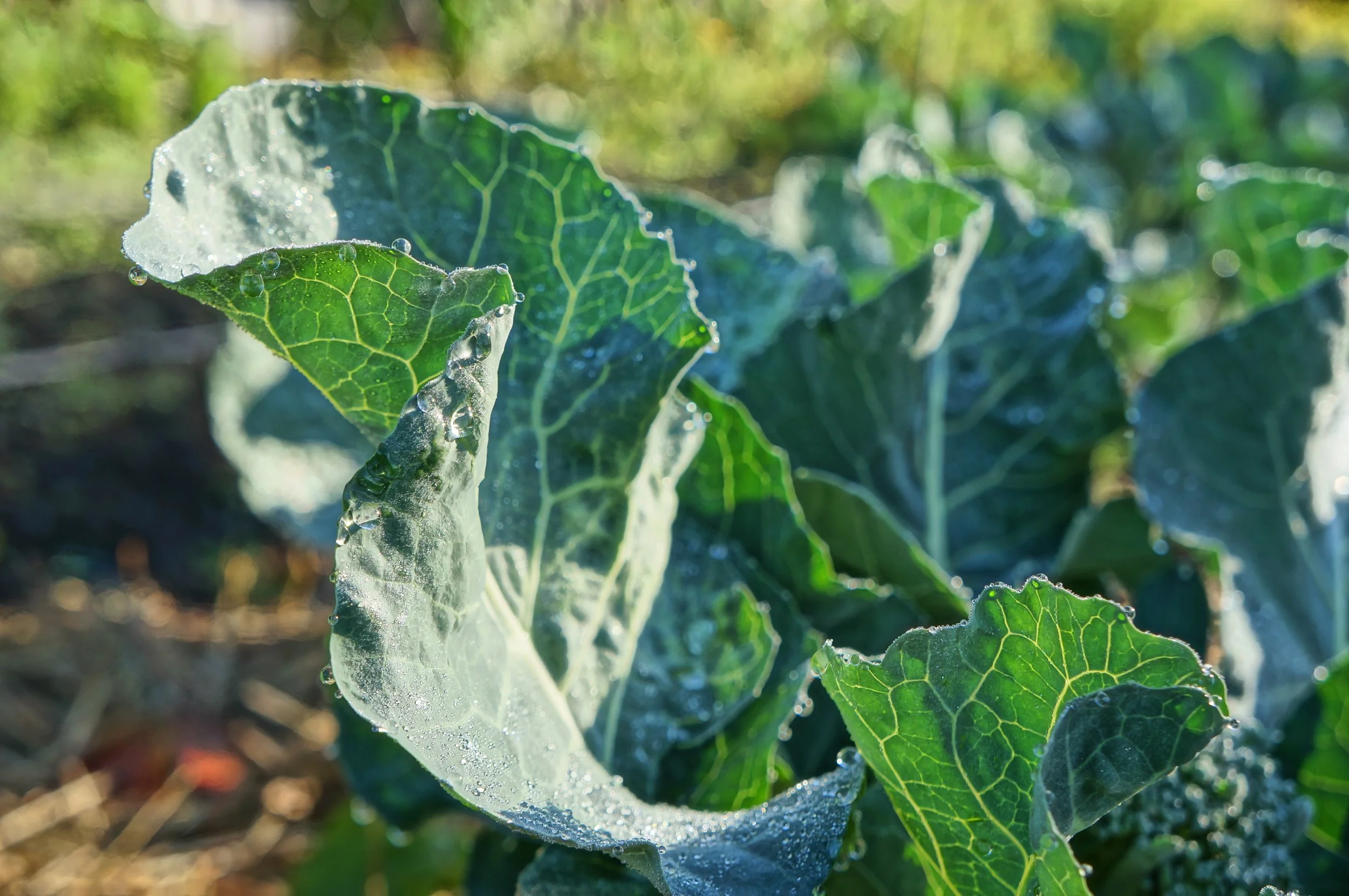 Fuel for the Fire - Is monoculture farming the answer?