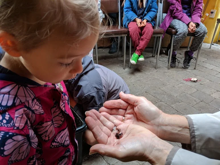 permaculture for schools .jpg