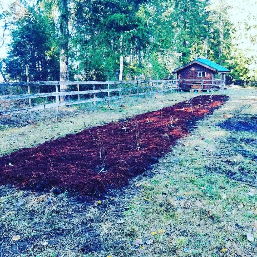 Been a busy few weeks of edible food planting recently. The hands have permanent ingrained dirt that seems here to stay. 
In the last 2 weeks I've planted: 
7 apple trees
5 pear
6 plum
5 cherry
3 fig
1 Mulberry
1 Linden
And a whole bunch of
Jostabe
