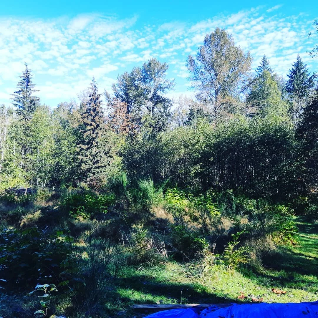 Before. A forest of Gorse and Salmonberry.