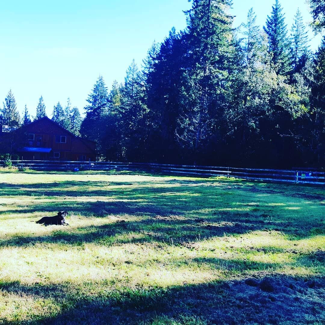 Nothing like planting a food forest to take your mind off the state of the world. 

Phase 1 complete. A bunch of Mulberry, Pear, Apple, Plum, Cherry, Linden, Hazelnut, Elderberry, Autumn Olive, Goumi, Goji berry, Seabuckthorn, Jostaberry, Tayberry, B