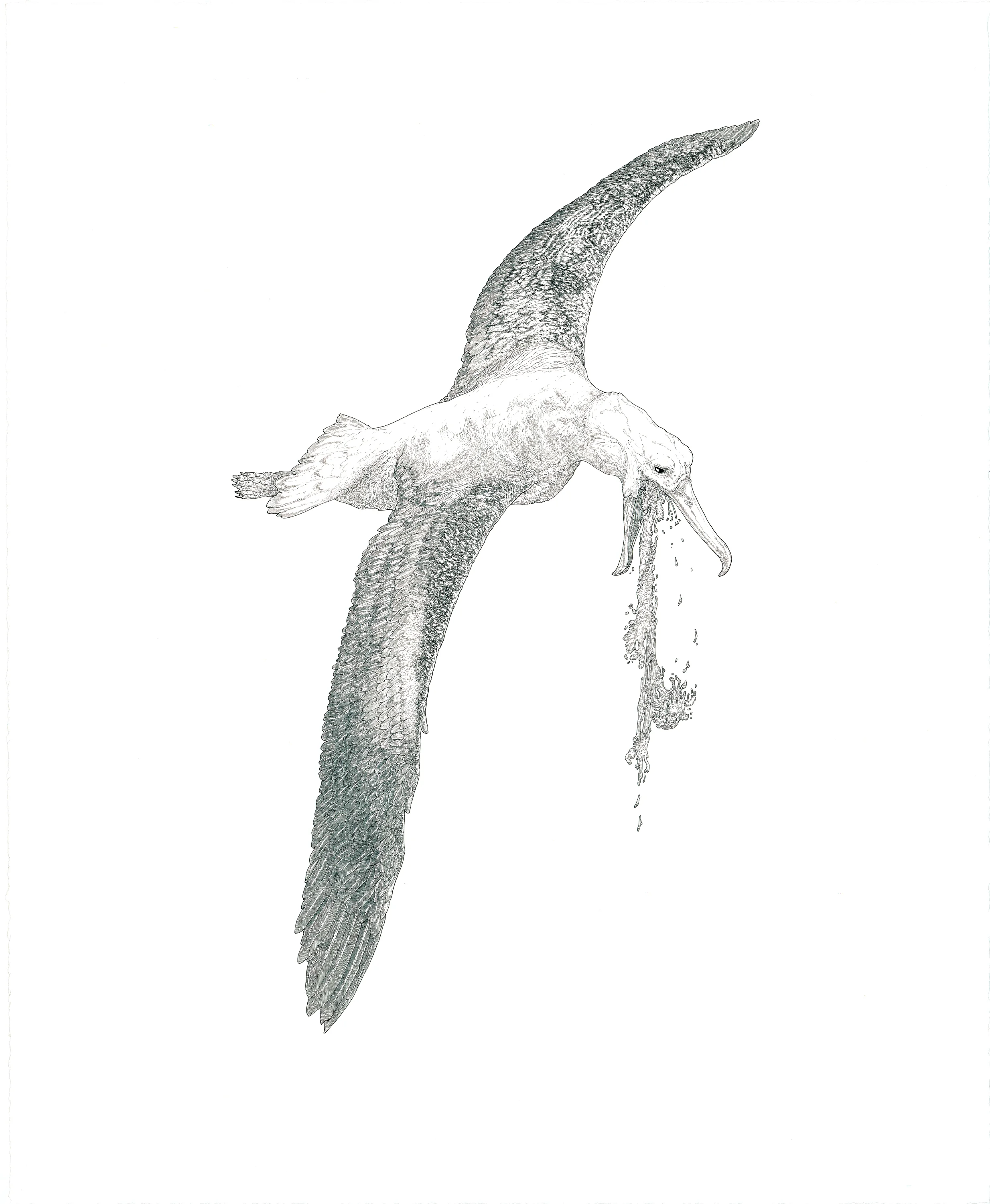 albatross , ink on paper, 27in. x 22in., 2012