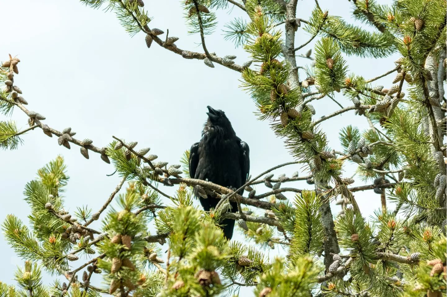 The town Cryer

___
#NaturePhotography #WildlifePhotography #WWF #CharlottePhotographer #Conservation #Yellowstone #BirdWatcher #Wildlife #Nature #CreatureFeature #PrettyBird #Bird #LeaveNoTrace #Raven #FeatheredFriends #CLTPhotographer #Nature #Bird