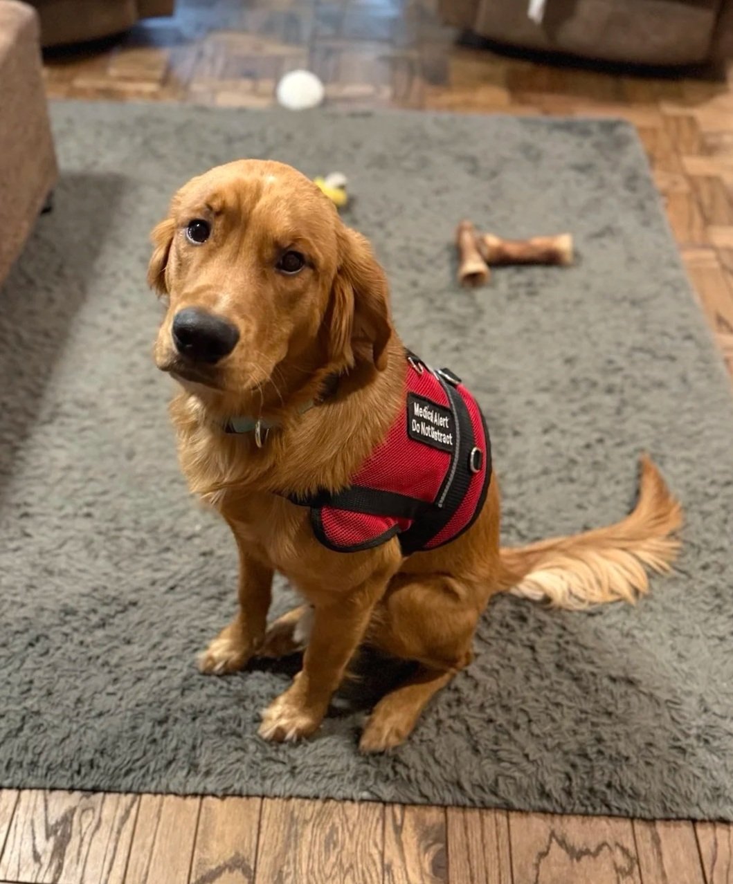 Remus, Future Service Dog