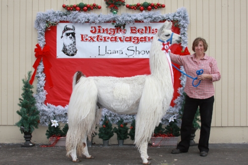 Exhibit Alpaca 2.jpg