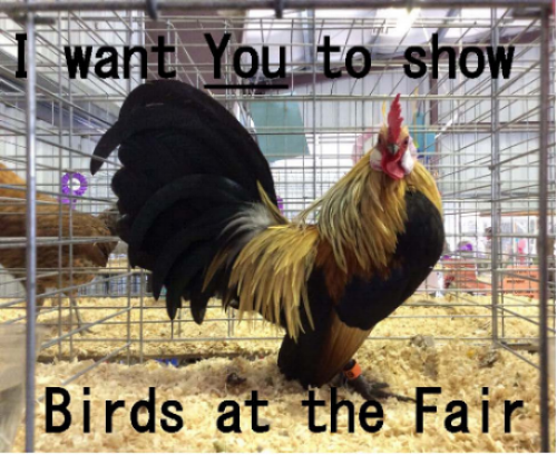Exhibit Poultry 3.png