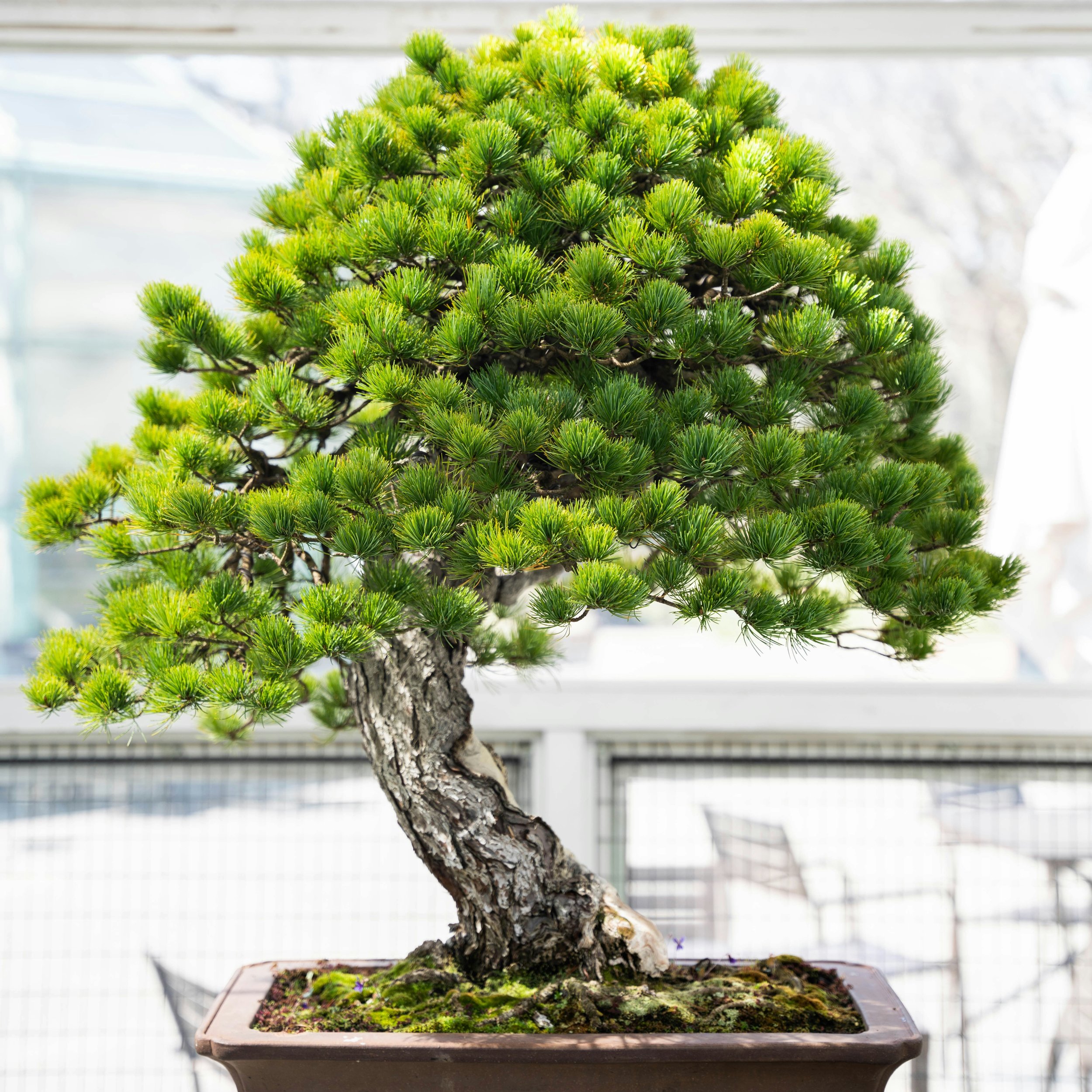 Department: 157 - Western Montana Bonsai Showcase