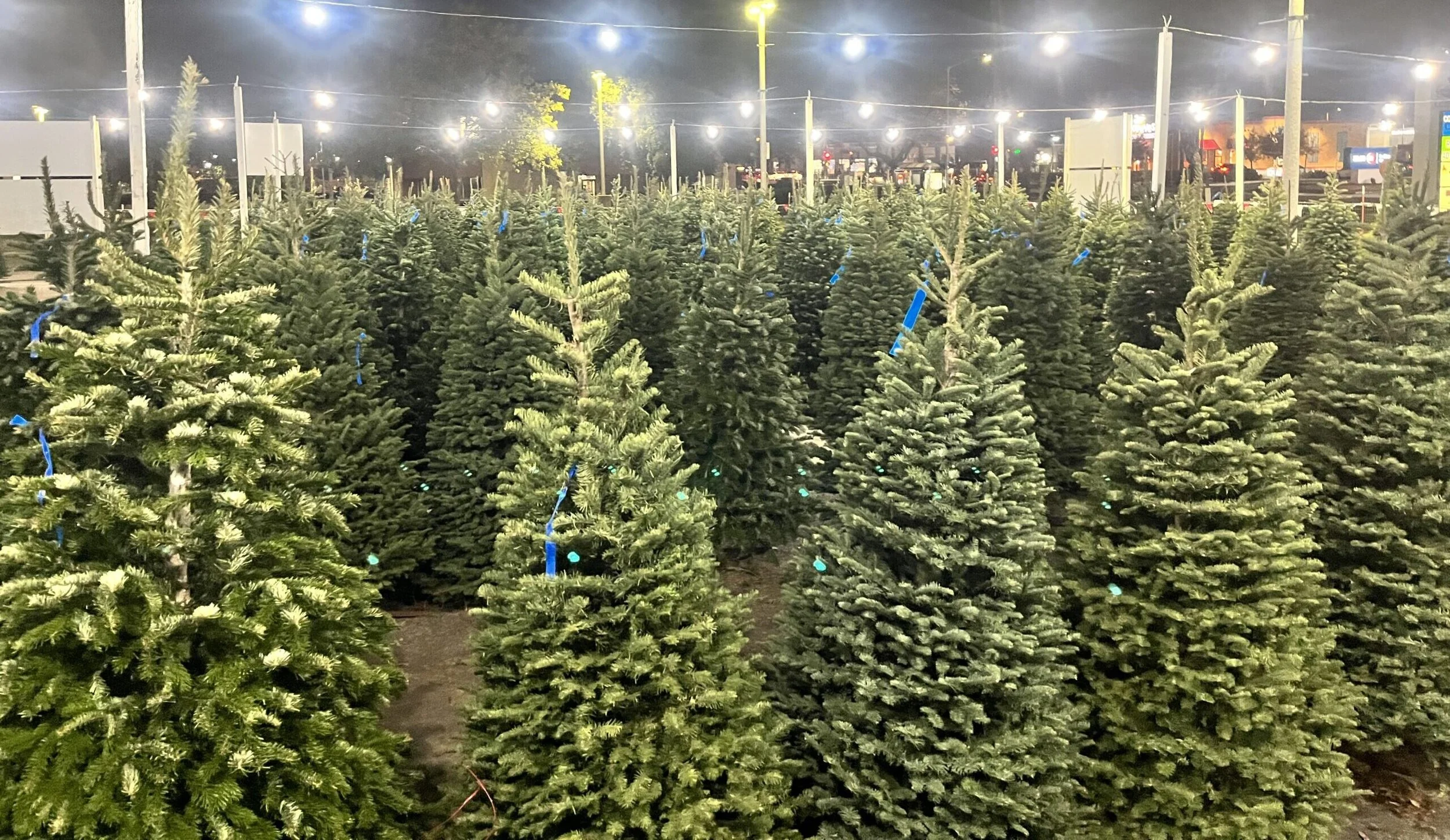 Lions Club Evergreen Tree Sale