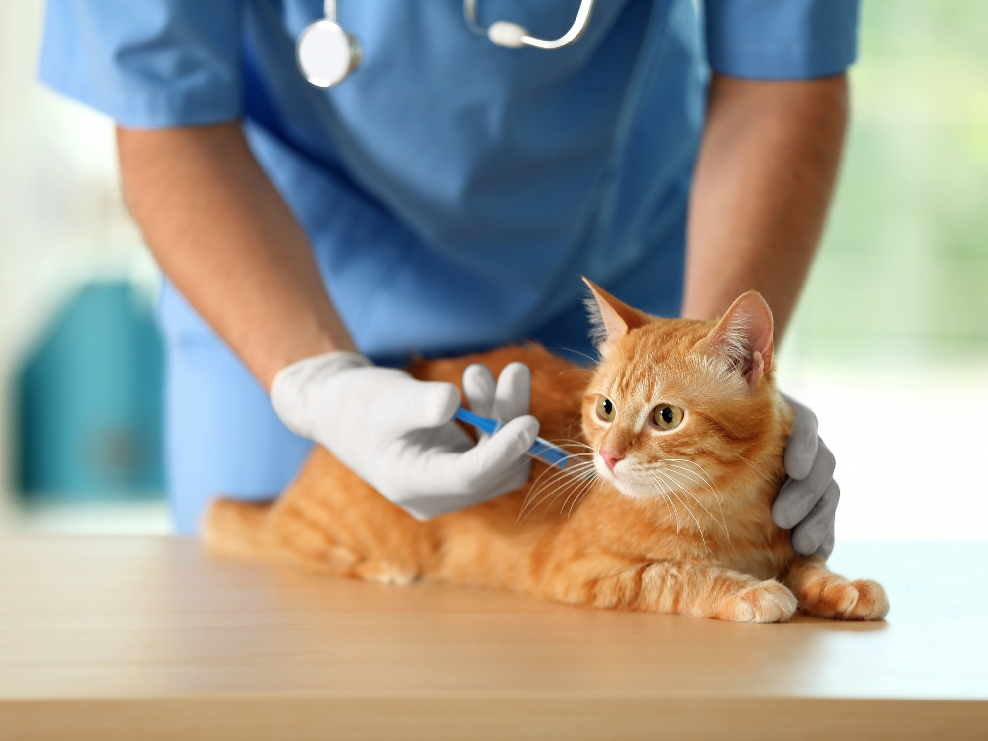 Pet Vaccine Clinic