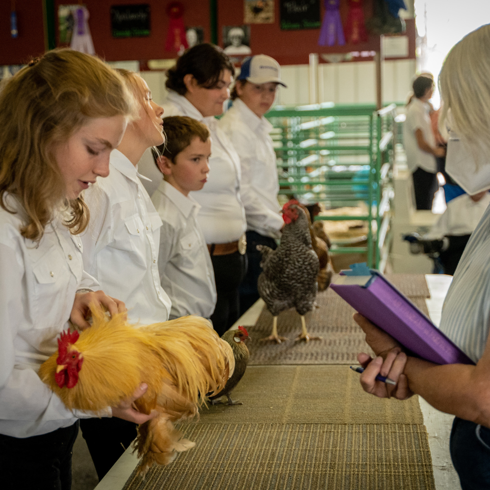 Department: 107-Poultry | Open — Missoula Fairgrounds