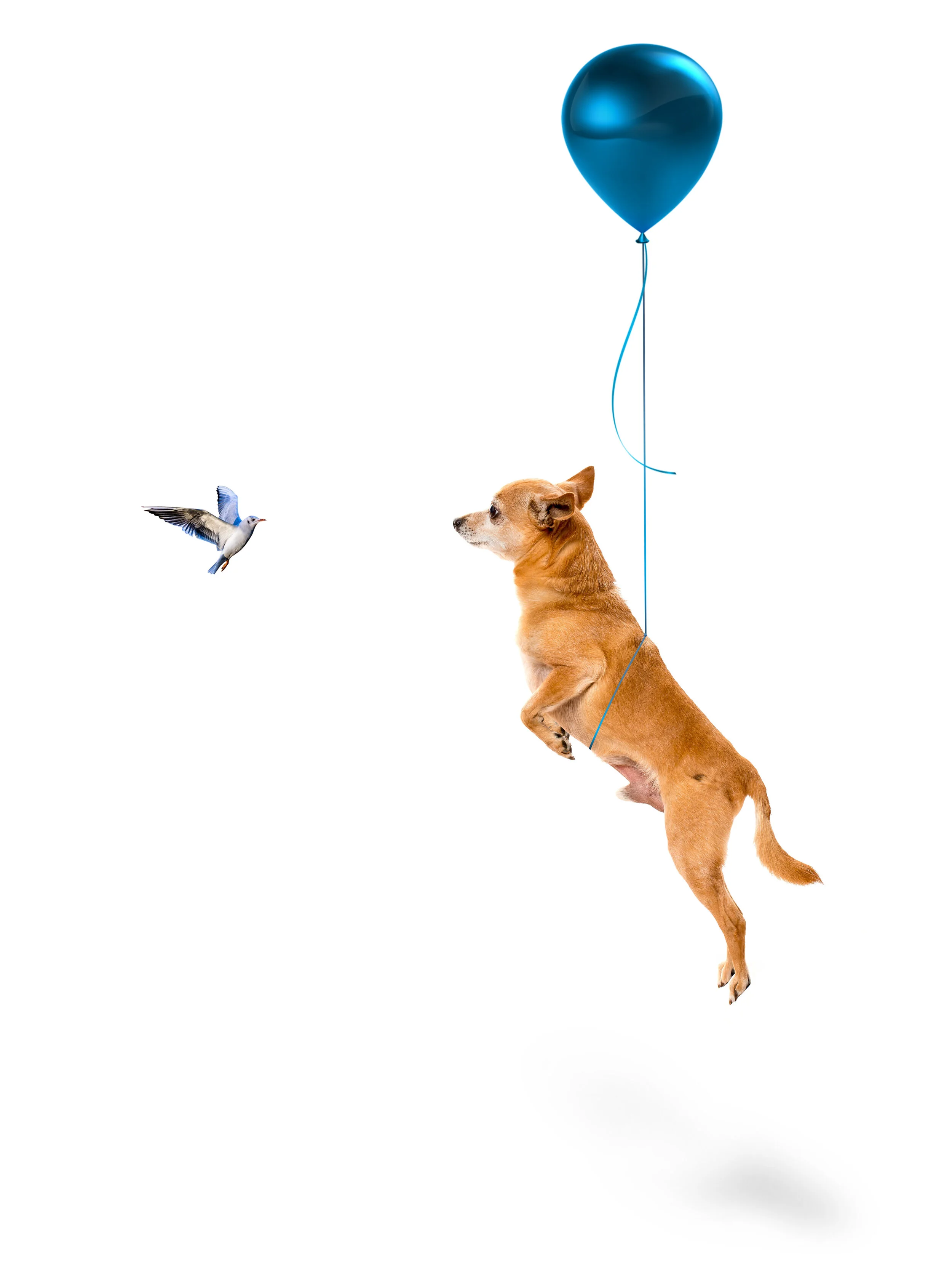 ChihuahuaWHEEEflat.jpg