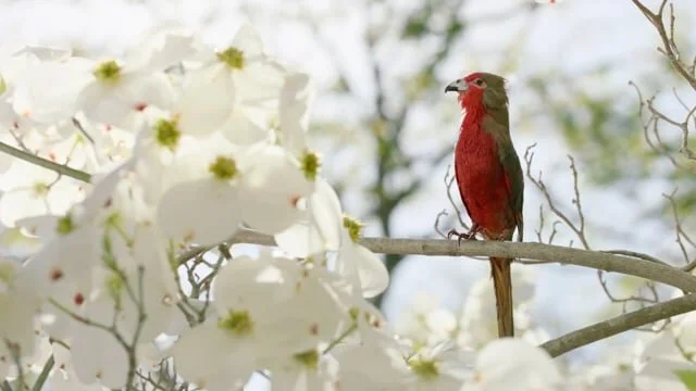 Toyota // Everyone's Talking Prius (TV:30)