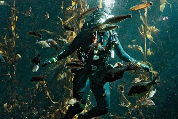 jennifer-dianto-kemmerly-aquarium.jpg