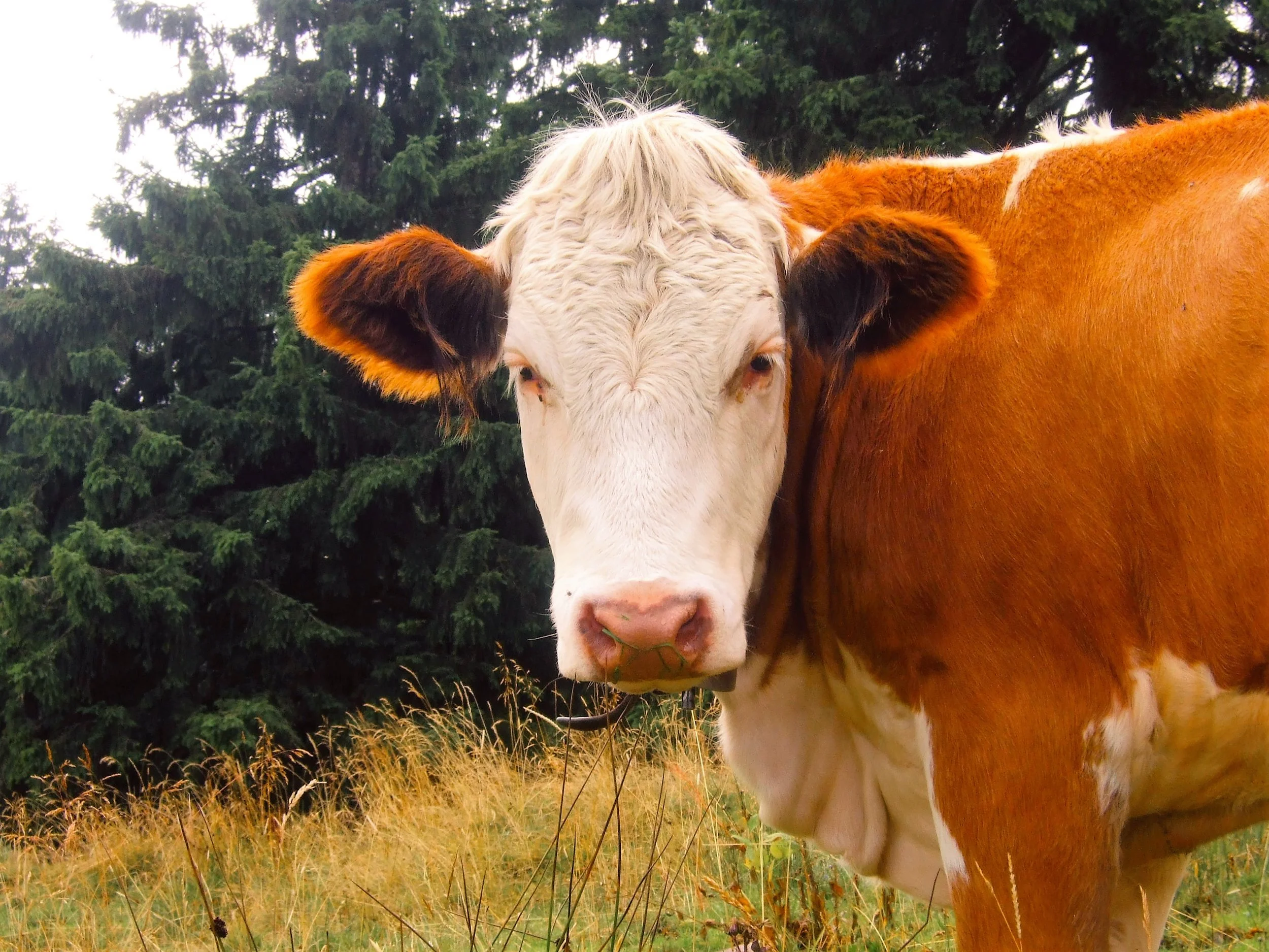 Want to help save the planet? Eat more beans, less beef 