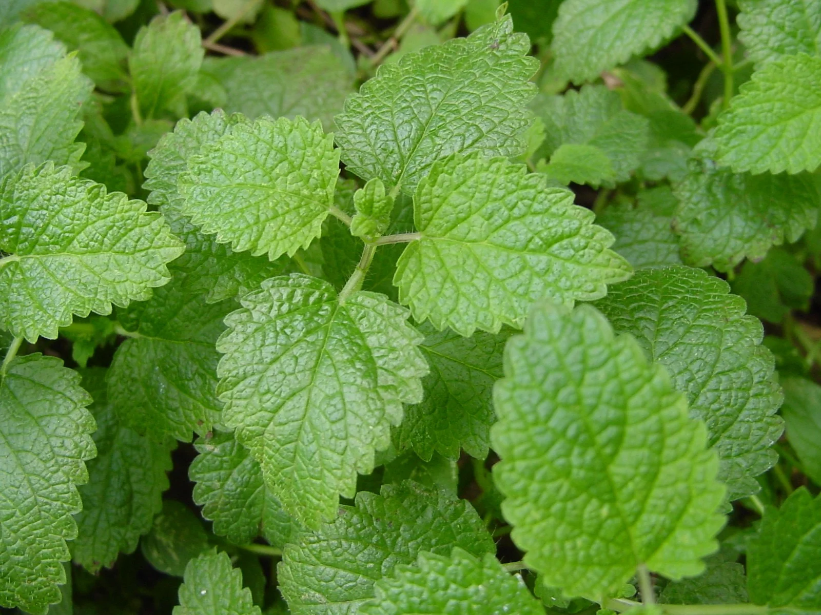foodiesfeed.com_fresh-thyme-in-a-window.jpg