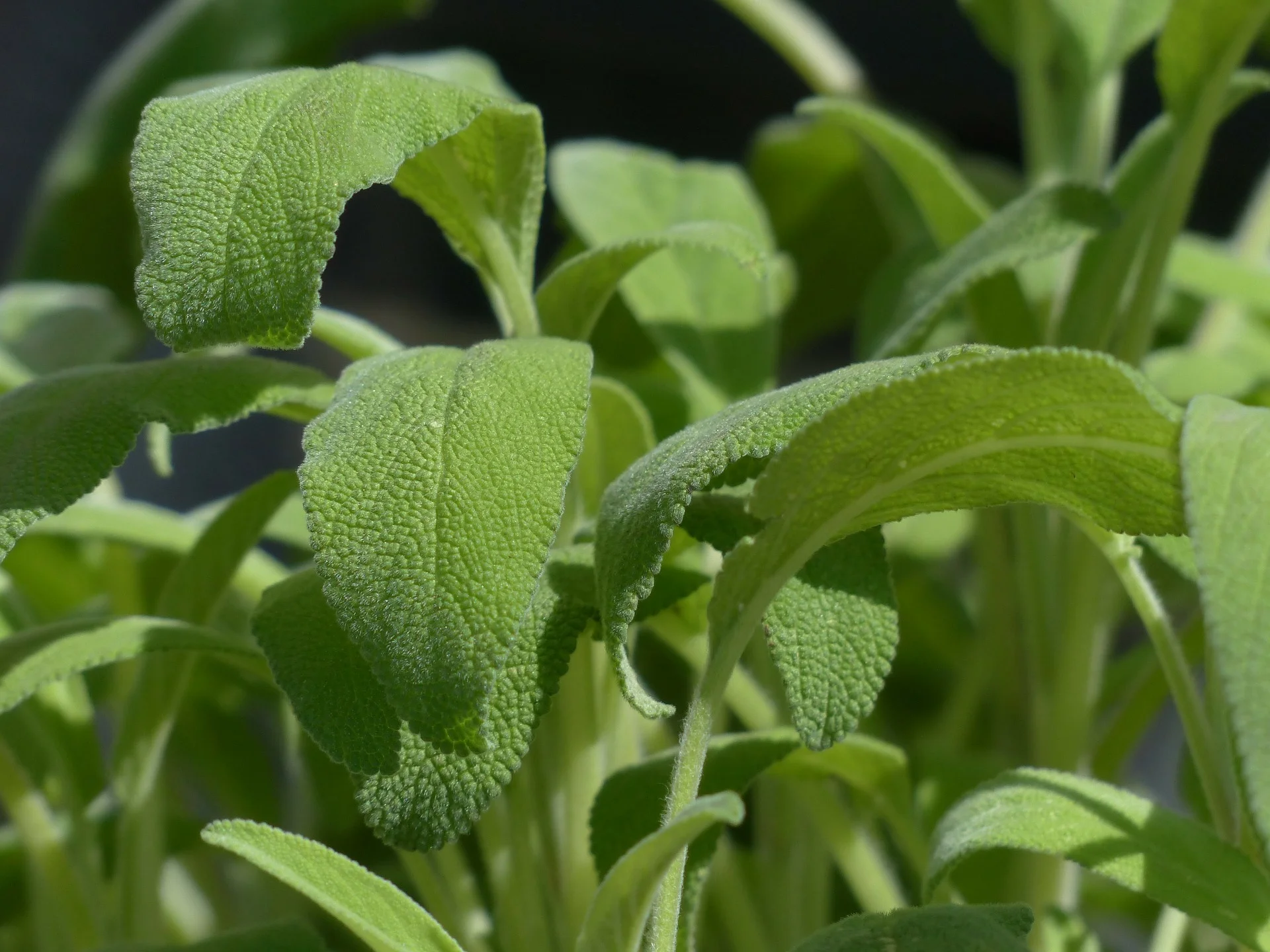 real-sage-115351_1920.jpg