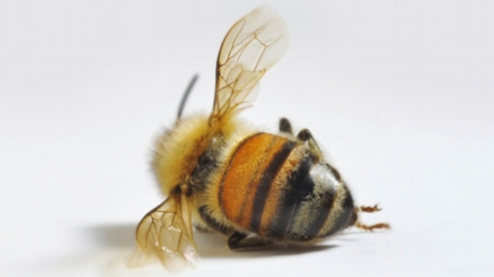 As highlighted by a recent documentary, regenerative agriculture could help to mitigate the catastrophic effects of our declining pollinator population. A solution will take activism from us all.