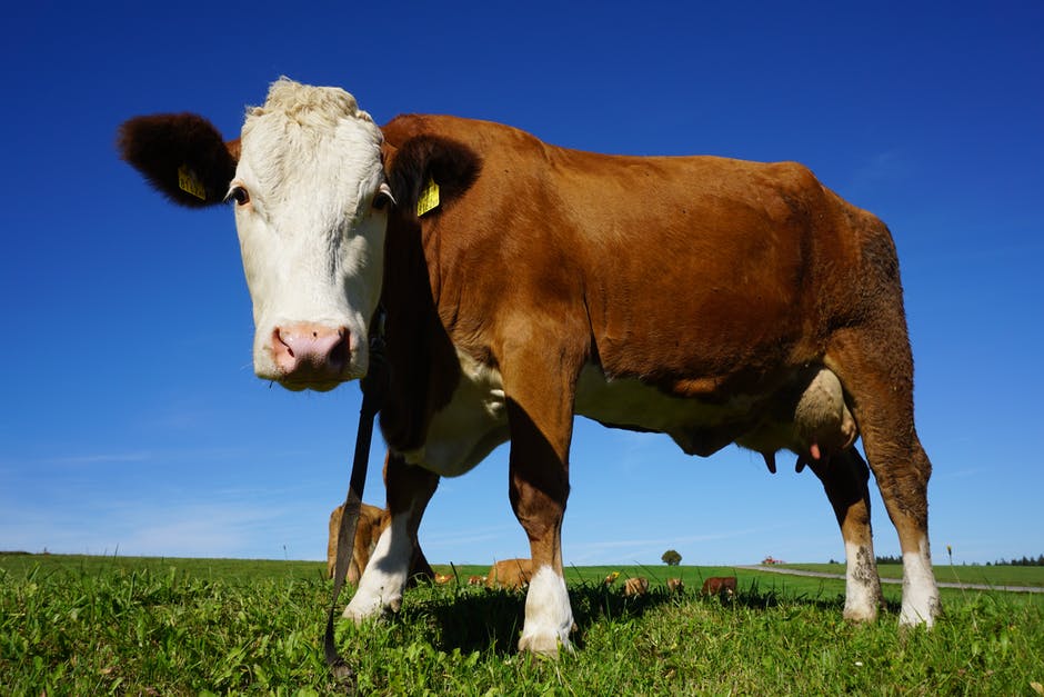 Animal agriculture is one of the world’s largest contributors to greenhouse gases and pollution. Cutting back on eating dairy products can help.