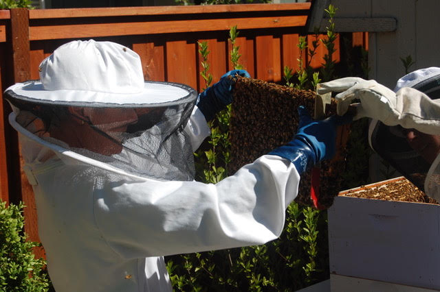 Alison inspecting a hive frame - the structural element that holds the honeycomb.