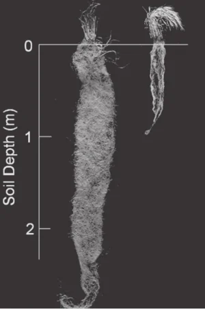 The deep root structure of a perennial grass (left) compared to an annual grass (right). Photo credit: Scott Bontz
