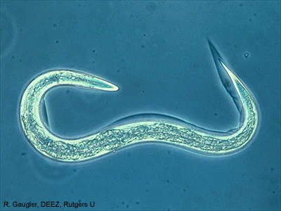 A microscopic nematode. Photo from Rutgers University