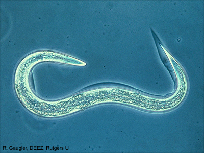 A microscopic nematode. Photo from Rutgers University