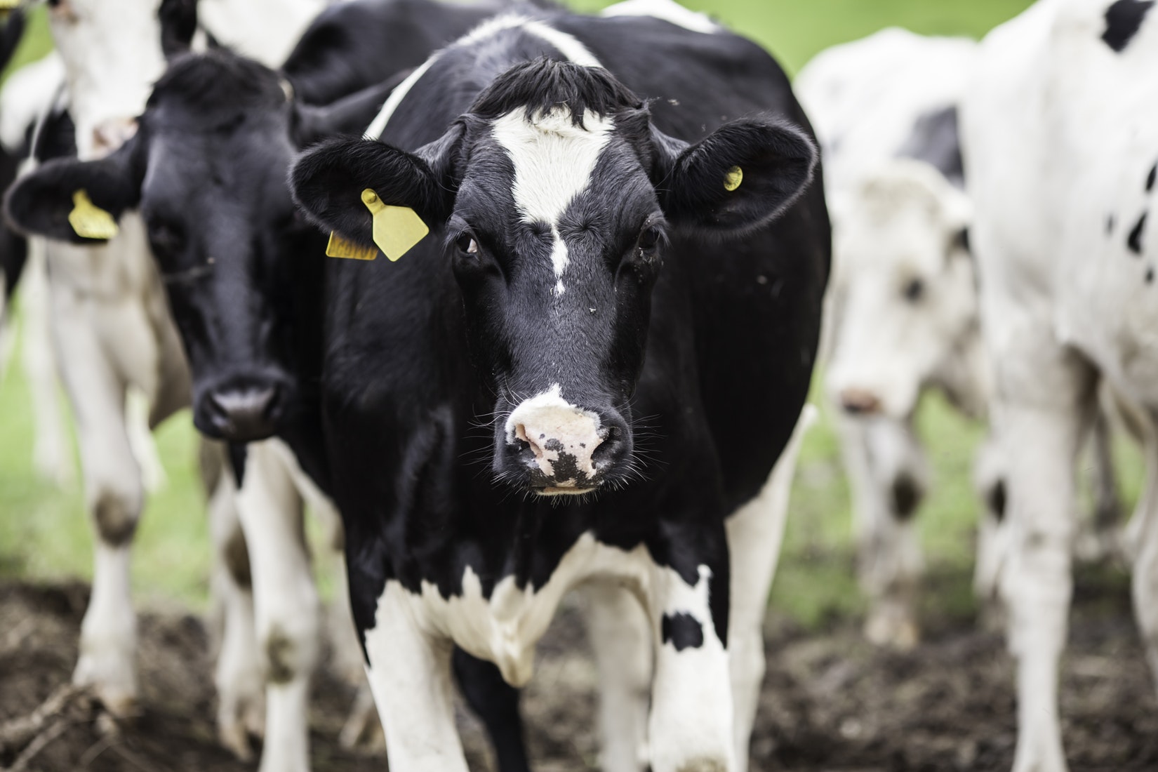 "There is no way to sustainably raise 9 billion animals," Katie Cantrell says.