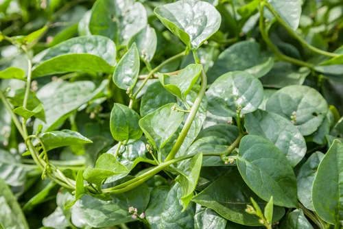 Spinach