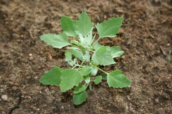 A weed is pretty much any plant that’s out of place or unwanted. They grow fast and bully their way into a garden. Photo from Washington State University