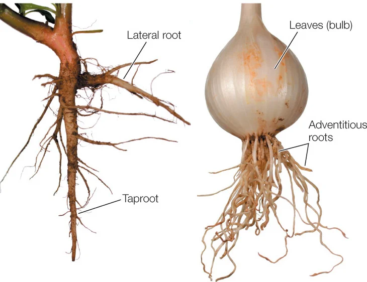 Types of root systems. Photo by David McIntyre