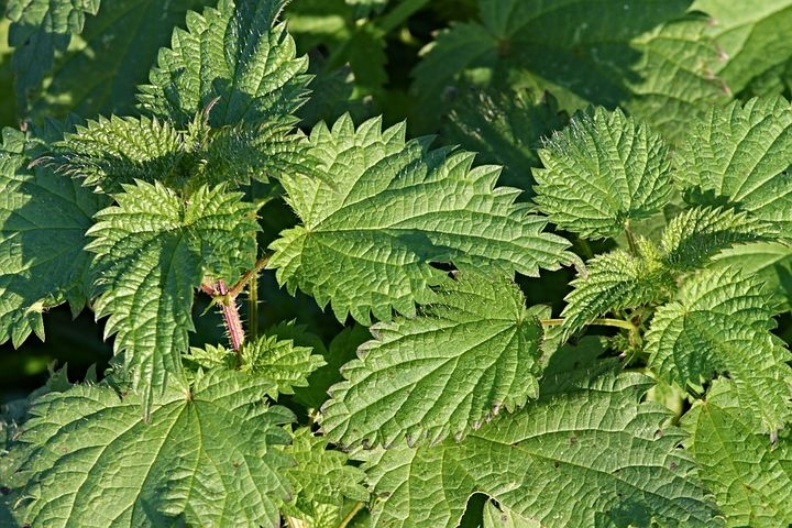 Nettle.