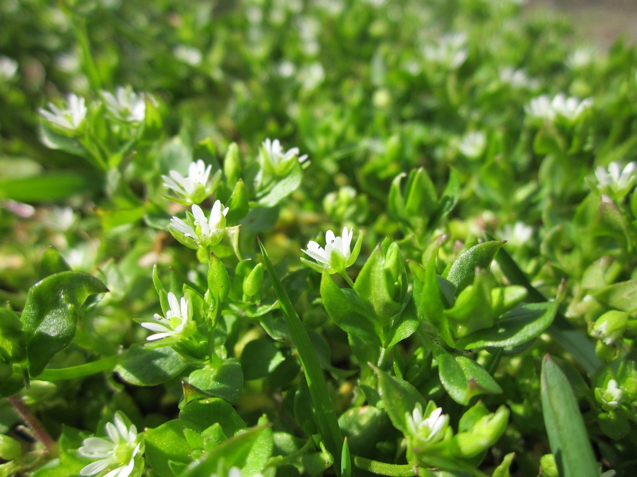 Chickweed.