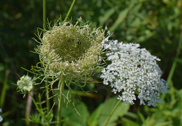 Queen Anne's Lace.