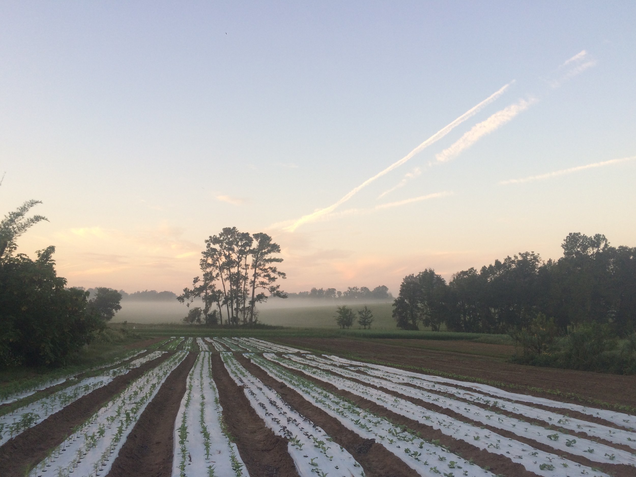  New beds of fall crops on Swallowtail Farm, the biodynamic farm where Emily Sylvestre has spent two seasons learning what it means to be a farmer. 