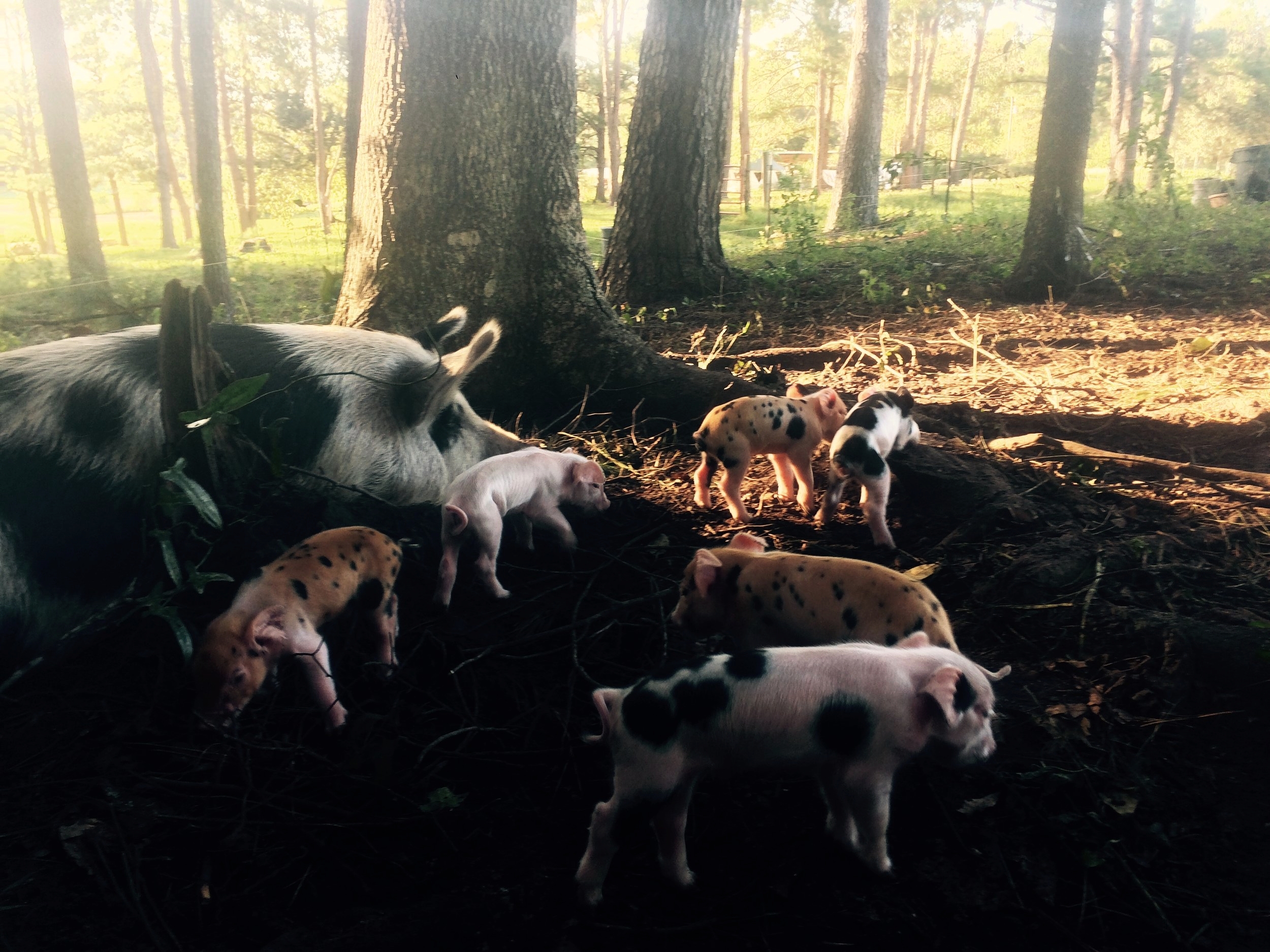  A newborn litter of piglets and their mother. 