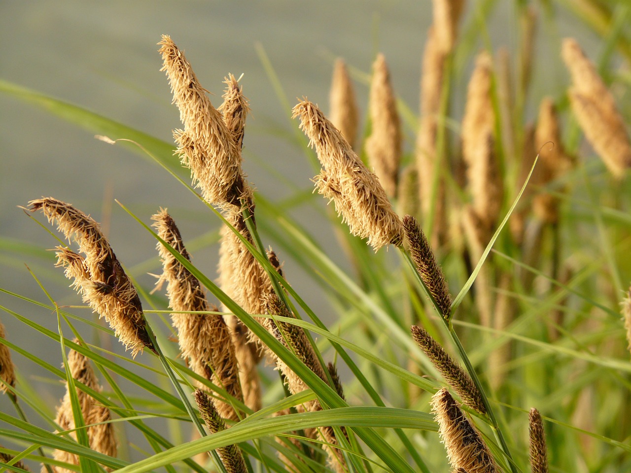 Sedge.
