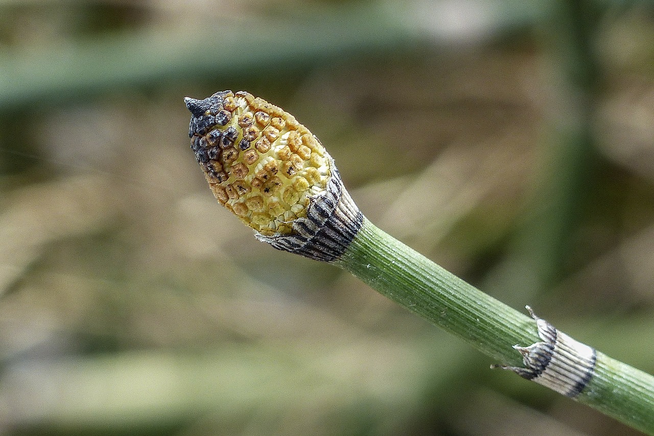 Horsetail.