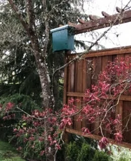 Alison Evans' homemade bait box just before the bees arrived.