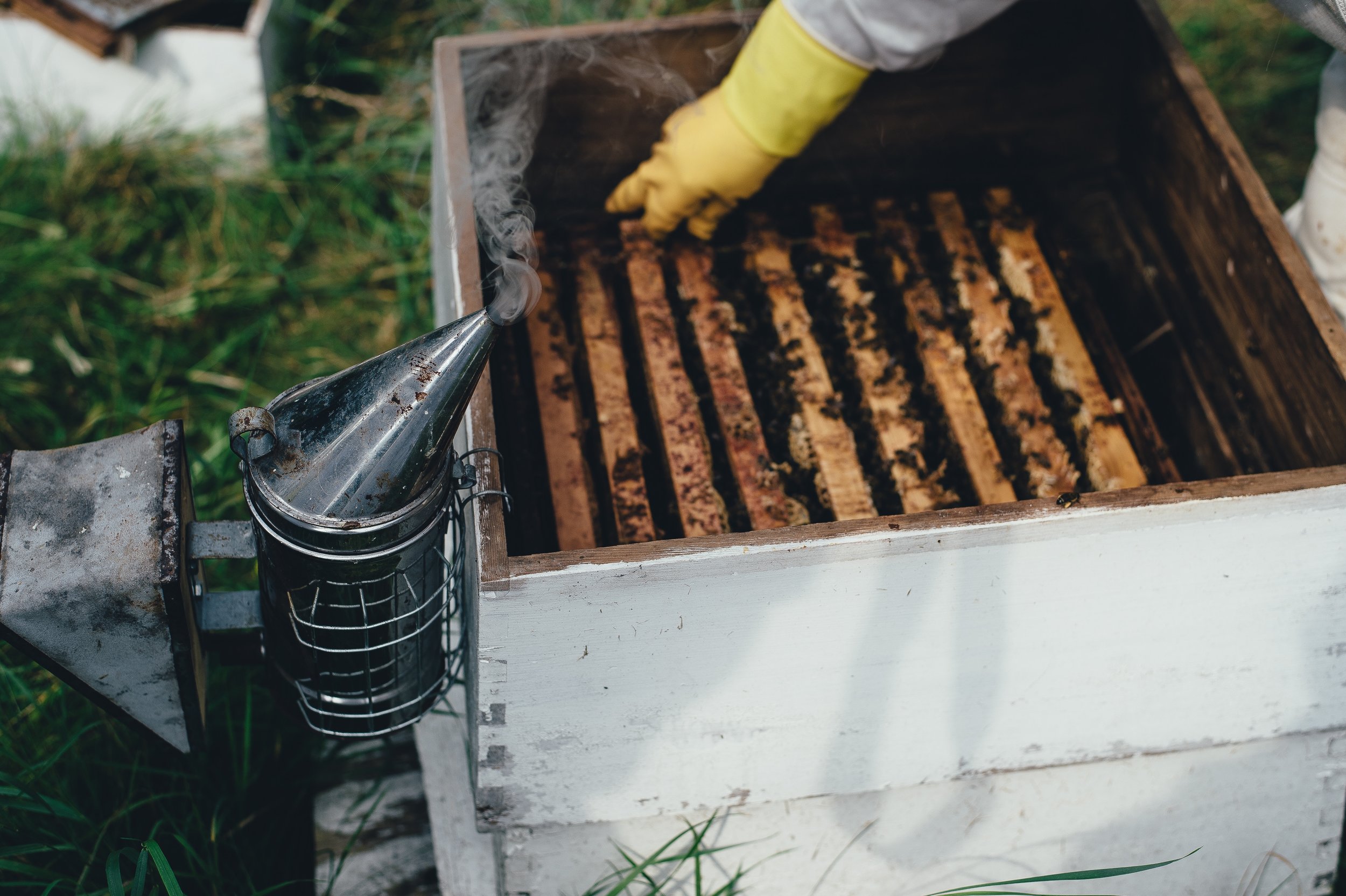 Beekeeping the old way, News