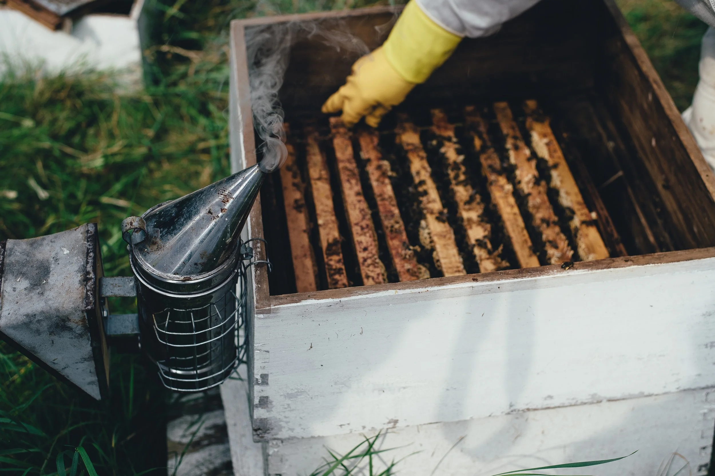 Spring beehive cleaning often includes clearing out the bees that didn't make it through the winter.