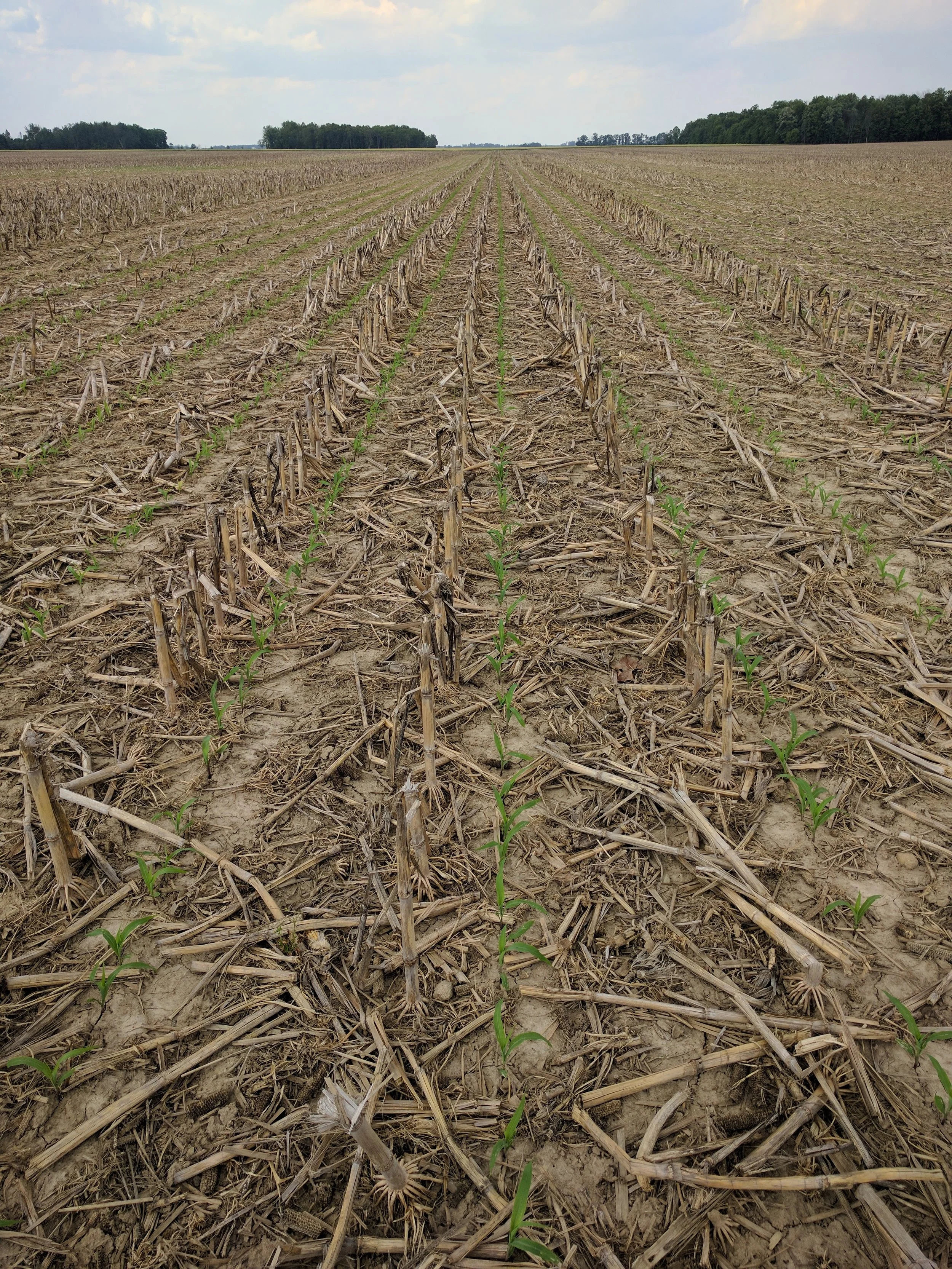 This is what no-till gardening looks like — Stone Pier Press