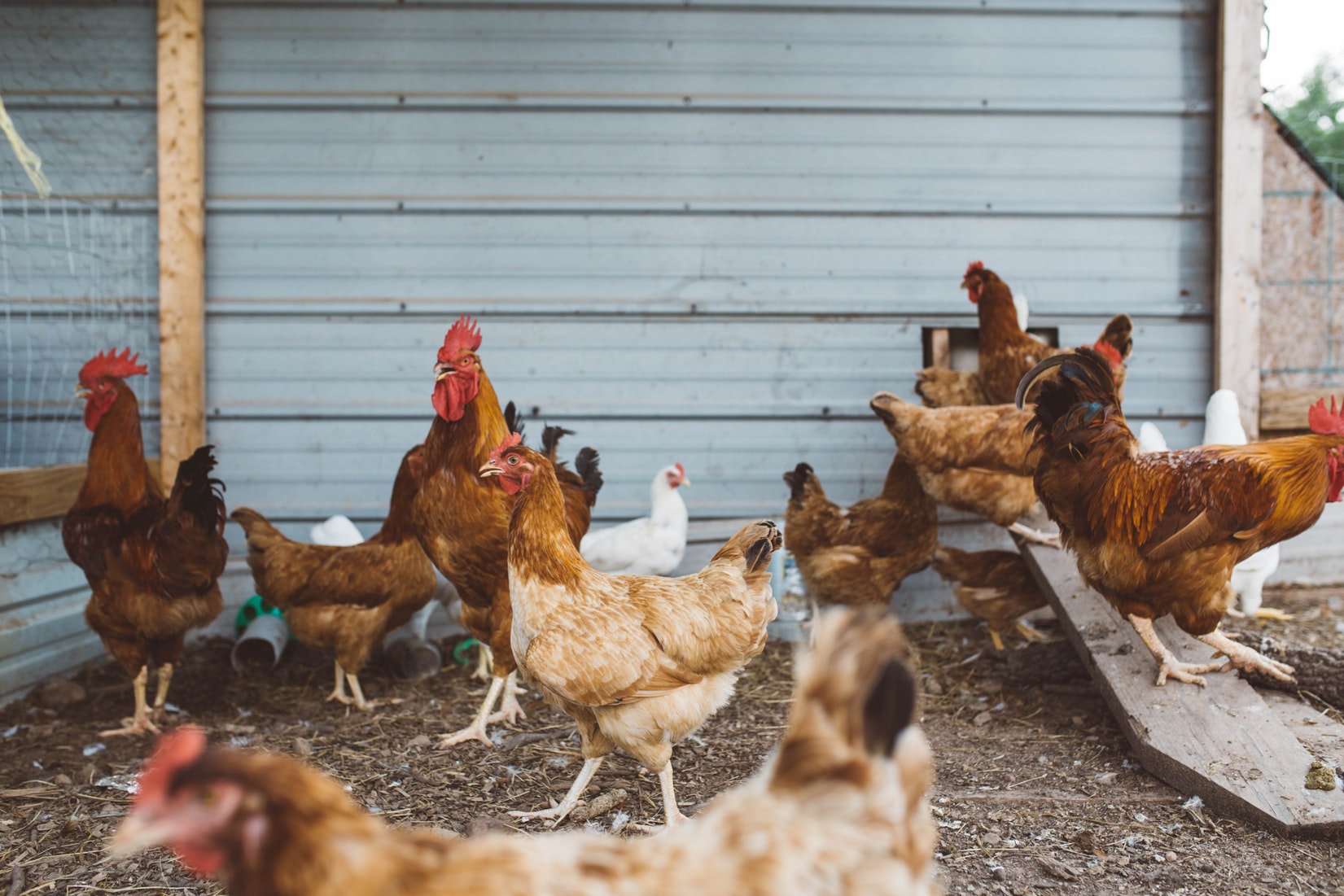 As a child, Paige Smith fell in love with chickens but not with chicken farming.