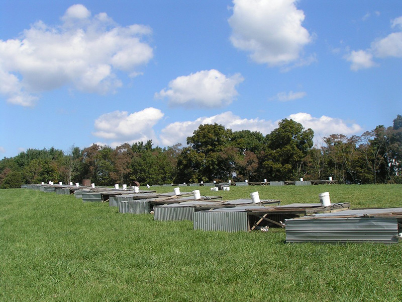 Portable field shelters house about 75 birds each. 