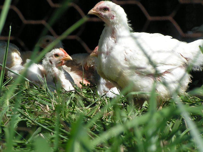 The pasture-raised broilers on Polyface Farms are treated to fresh air, exercise, and sunshine. 