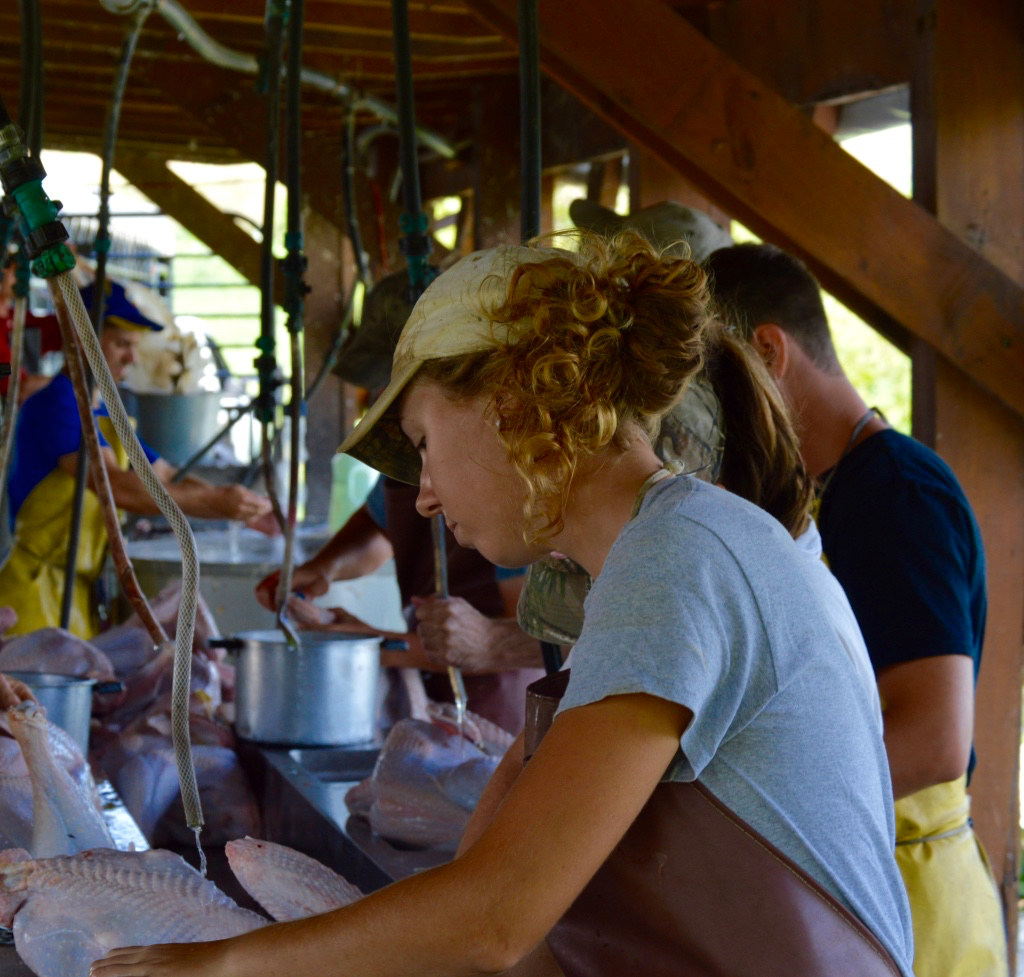Working at Polyface Farms means taking care of chickens from the beginning to end of their lives.