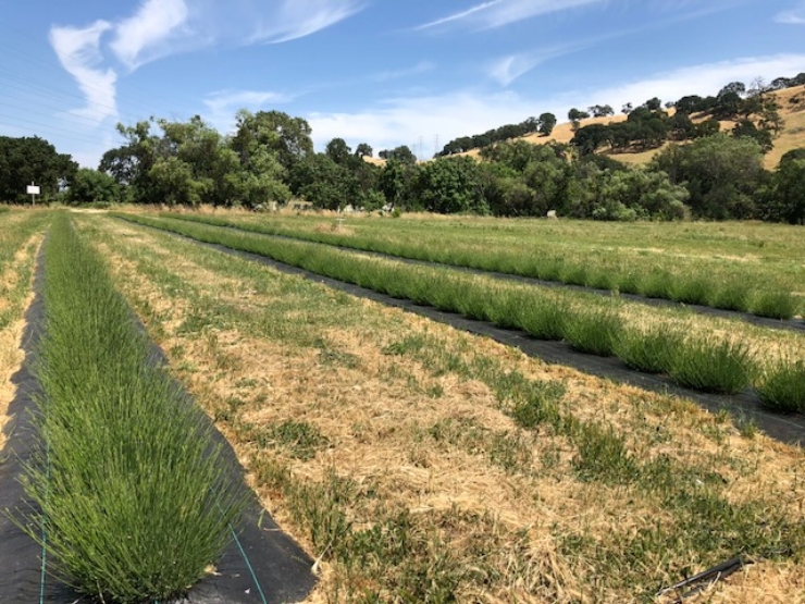 One way to address the weed problem is to first rout them out, then lay a tarp over the bare ground to prevent weeds from regrowing - as Soul Food Farm in Vacaville, CA does here. The farmer concentrates compost on the soil between the rows, which in turn nourishes the lavender.