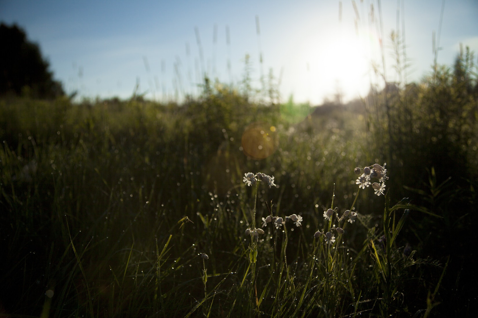 The city of Baltimore is enabling residents to turn abandoned lots into wildflower meadows to help restore diversity, reduce litter, and curb the amount of pollution running into the Chesapeake Bay.
